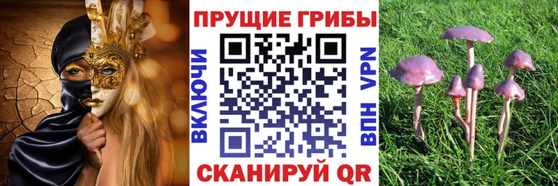 OMG ТОР  мориарти телеграм  Галлюциногенные грибы мицелий  Светогорск 